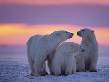 Grupo de osos polares ocuparon isla abandonada.