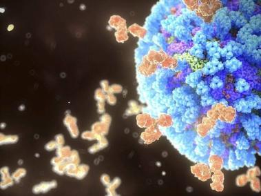 BBC Mundo: Antibodies binding influenza virus