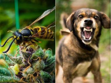 Los perros, las abejas y las serpientes están entre los animales que más causan muertes en Colombia.