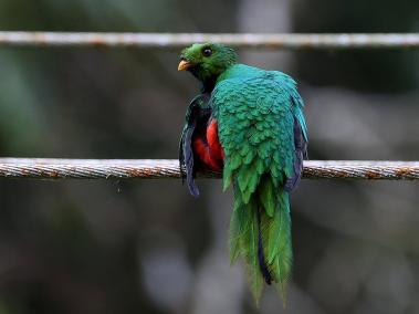 Se estima que Colombia cuenta con al menos 1.954 especies de aves.