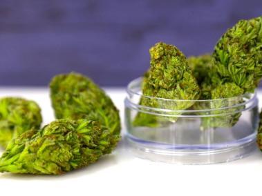 La Resolución detalla el proceso y los requisitos para la exportación de flor y derivados de cannabis medicinal.