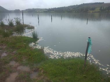 Campesinos y habitantes encontraron peces muertes en las cercanías a la laguna.