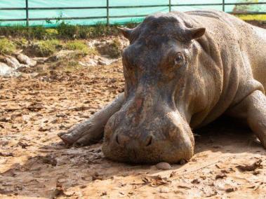 Esta es la primera hipopótamo esterilizada en Colombia.