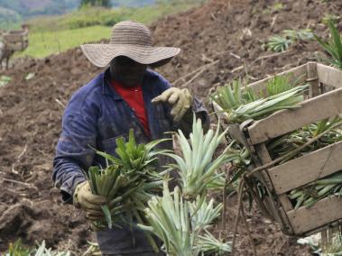 La piña es la alternativa a los cultivos de coca.
