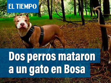 Un ataque animal se registró en la localidad de Bosa en el barrio La Cabaña, cuando dentro de un conjunto residencial dos perros de raza pitbull mataron a un gato. La policía le dio un plazo de 15 días a los dueños para que les consiguieran otro hogar.
