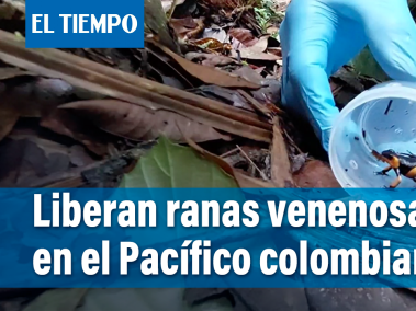 Histórica liberación de ranas venenosas en el Pacífico Colombiano