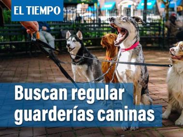 Instituto Distrital de Bienestar Animal quiere regular guarderías caninas