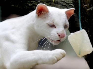 Primera felina albina del país se puede conocer en el zoológico de Medellín