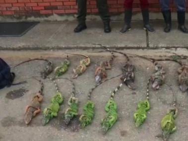 Un total de 19 iguanas tendían dos hombres que fueron capturados.