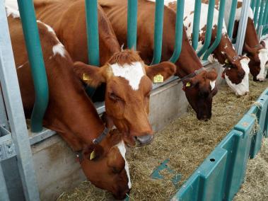 Según un estudio de la Universidad Libre de Ámsterdam, hasta el 80 % de la carne y los productos lácteos de animales tiene microplástico.