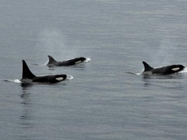 ¿Sabías que las orcas son delfines?