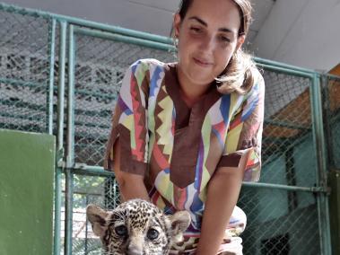 Tigre de Bengala, nuevo inquilino del zoológico de La Habana.