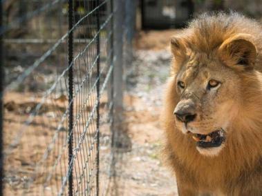 El Día Mundial del León busca alertar a la humanidad sobre su inminente peligro de extinción.