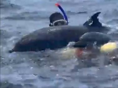 Delfines atrapados en Bahía Solano, Chocó