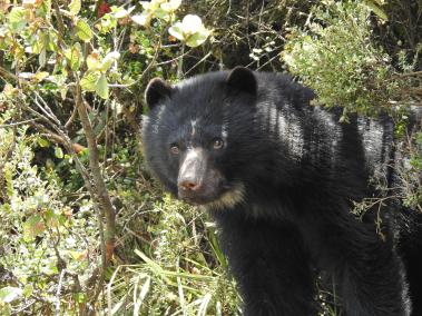 El oso andino (foto de referencia) habría escapado el pasado jueves 15 de septiembre.