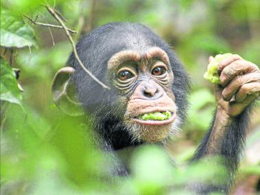 La República Democrática de El Congo cuenta con la mayor población de chimpancés en el planeta.