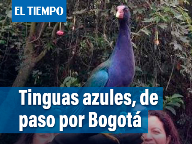 Las tinguas azules estarán de paso por Bogotá en su migración a Argentina