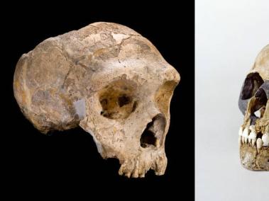 Cráneo de neandertal (a la izquierda) y de Homo sapiens (a la derecha).