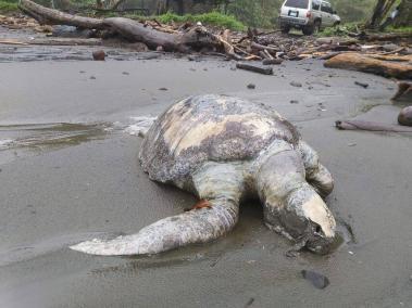 La mayoría de tortugas encontradas muertas son de la especies tortuga verde.