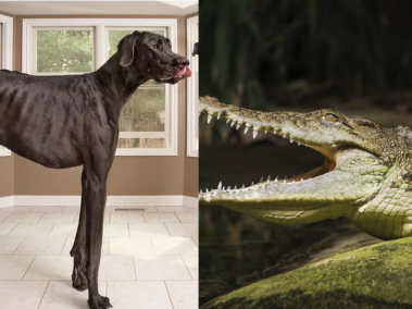 Cocodrilos, perros y gatos gigantescos, así son los animales más grandes del mundo.