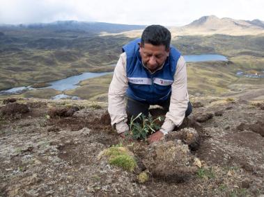 Constantino Aucca sembrando una planta de polylepis en las alturas de Challhuacocha.