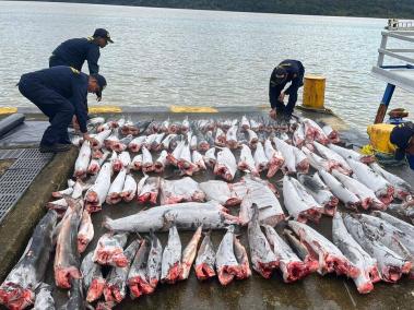 Grave daño a la ecología por esta gigantesca pesca ilegal de más de 110 tiburones.