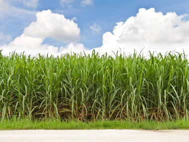 El Bioetanol que se extrae de la caña de azúcar aporta en un 74%  a la reducción de la huella de carbono