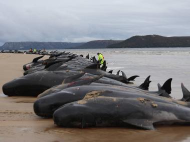 Planeta Vivo advirtió que las poblaciones de flora y fauna se redujeron en un 69 por ciento desde 1970. En la foto mortandad de ballenas en Tasmania.