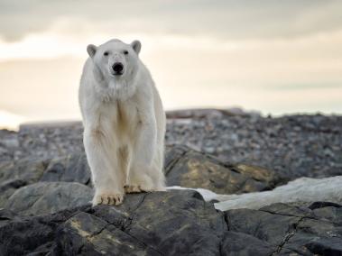 Esta ciudad posee mayor cantidad de osos polares que de personas.