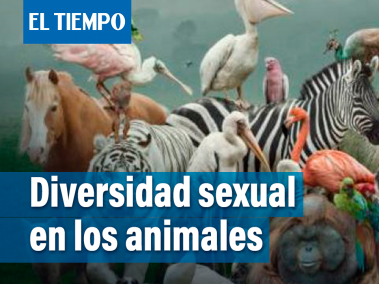 En el reino animal la diversidad sexual es lo natural. Aquí tienen algunos ejemplos.