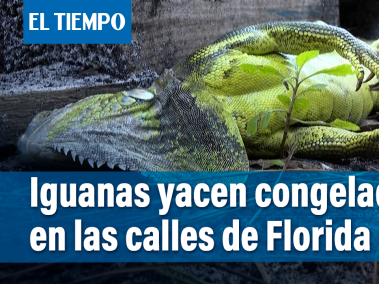 Una rara escena en el sur de Florida: iguanas yacen congeladas en las calles, después de caer de los árboles en los que viven, en medio de una amarga tormenta invernal que azota a los Estados Unidos. En la mayoría de los casos, si se los deja solos, los reptiles sobrevivirán y se "descongelarán" una vez que la temperatura vuelva a subir.