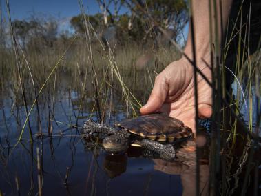 NYT: Una tortuga de pantano occidental, de los reptiles más en riesgo de Australia, fue liberada en el Parque Nacional Scott.