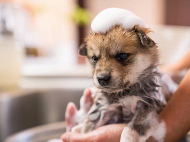 El baño en los cachorros no debe realizarse antes de los tres meses.
