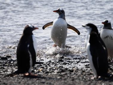Los pingüinos están afectados por el cambio climático.