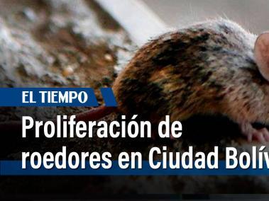 Proliferación de roedores en Ciudad Bolívar