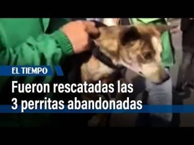 Rescatan tres perritas que habían sido abandonadas en Puente Aranda, Bogotá