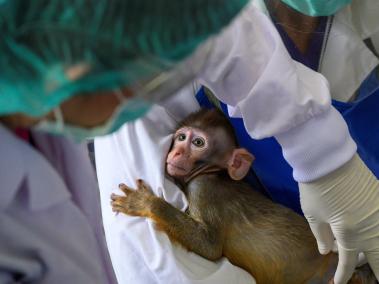 NYT: Examinando un macaco de cola larga bebé en el Centro Nacional de Investigación de Primates, en Tailandia.