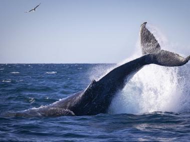 Imagen de referencia | Una ballena murió en las playas de Nueva York.
