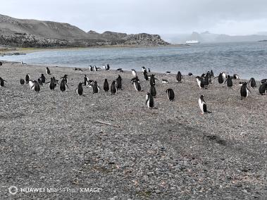 En la Antártida habitan varias especies de pingüinos pero cerca de las bases científicas de la Isla Rey Jorge se pueden ver dos con frecuencia.