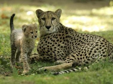 El húmero distal del guepardo moderno le otorga la ventaja de poder alcanzar los casi 100 kilómetros por hora, a diferencia de la velocidad más limitada del desaparecido guepardo americano.