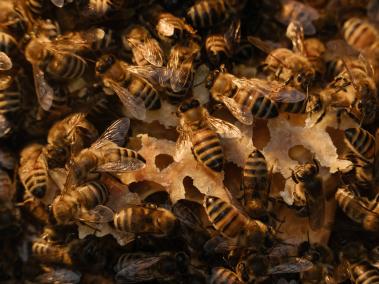 NYT: Sandro Huter está luchando por salvar a sus abejas después de que un inspector en Carintia, Austria, dijo que eran muy oscuras.