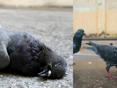 Las palomas que se contagian caminan en círculos, tienen parálisis y diarrea.