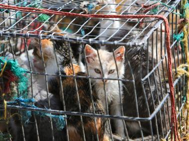 Las autoridades encontraron las 4.000 toneladas de felinos muertos en matadero. Imagen de referencia.