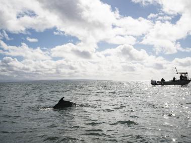 NYT: Investigadores del Programa de Mamíferos Marinos de la Marina de EU trabajan con delfines.