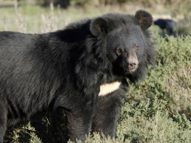 Esta especie, también conocida como oso tibetano, está en peligro de extinción.