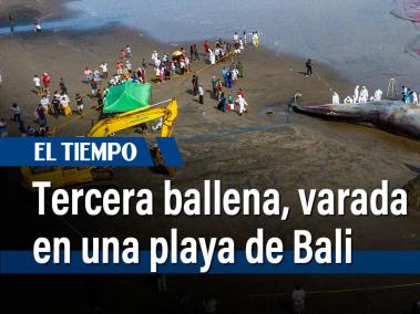 Un cachalote de 17 metros de largo falleció tras haber encallado en una playa de Bali, Indonesia, anunció el domingo un responsable de la protección de la naturaleza.