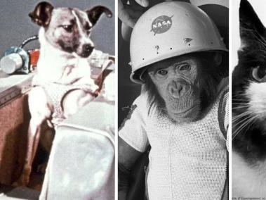 Tres especies de animales han logrado conquistar el espacio: un mono, una perrita y una gata.