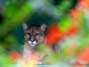 ​El puma es uno de los seis felinos silvestres con distribución en Colombia, y el segundo más grande después del jaguar.