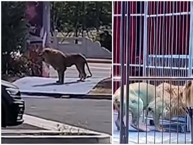 A un circo en China se les escaparon dos leones, generando pánico entre las personas.