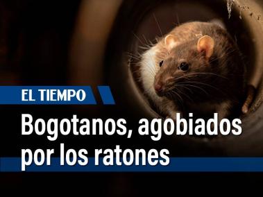 Bogotanos agobiados por los ratones
